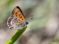 Lycaena helle (Menekşe Bakırgüzeli)